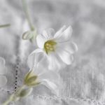 Profile Picture of Deidre Cameron Photography (@d_lovephotography) on Instagram