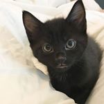 Profile Picture of Guinness James (@guinness_james) on Instagram