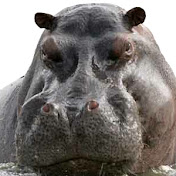 Profile Picture of Nathan Stitt (@nathanstitt) on Youtube