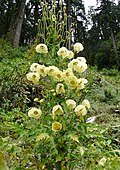Profile Picture of Meconopsis autumnalison Wikipedia