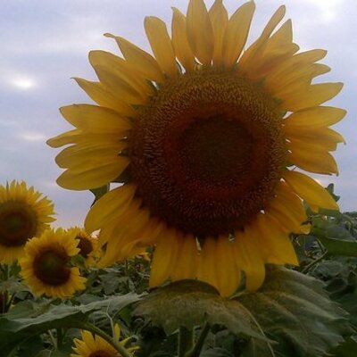 Profile Picture of Tracy Sheets (@hardcore511) on Twitter