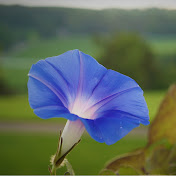 Profile Picture of Cindy Maynard (@CindyMaynardCreates) on Youtube