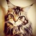 Profile Picture of Armin Lewski (@arminlewski) on Pinterest
