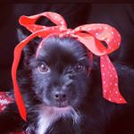 Profile Picture of LuLu Belle Schannep (@lulubelle_schannep) on Instagram