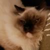 Profile Picture of Adrienne de Vries (@@adriennedevries) on Tiktok