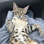 Profile Picture of Tyler Root (@root.tyler) on Instagram