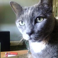 Profile Picture of Lisa Marrone (@lisa-marrone-2) on Quora