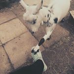 Profile Picture of heidi irvine frier (@jeneen247) on Instagram