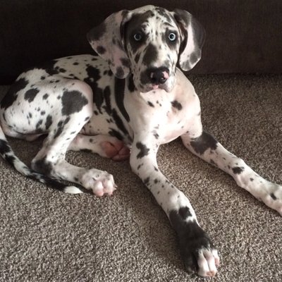 Profile Picture of Alexander Kain (@WhoIsAKain) on Twitter