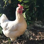 Profile Picture of Emma Theodora Thomassen (@emmatheodorathomassen) on Instagram