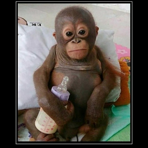 Profile Picture of Sheneqwa Sheneqwa's (@tonybaloney76) on Poshmark