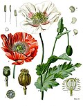 Profile Picture of Papaver somniferumon Wikipedia