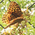 Profile Picture of Urban Arbor Care (@urban arbor care) on Flickr