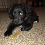 Profile Picture of T O B I A S ➰ A L L E N (@toby__allen) on Instagram