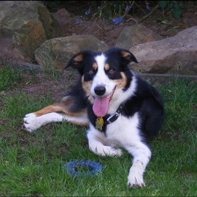 Profile Picture of Josh Silcox (@jasilcox27) on Twitter