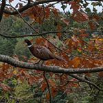 Profile Picture of Peter Grennan (@pgrennan87) on Instagram