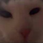 Profile Picture of   Jonathan Brown... (@jonathanbrown244) on Tiktok