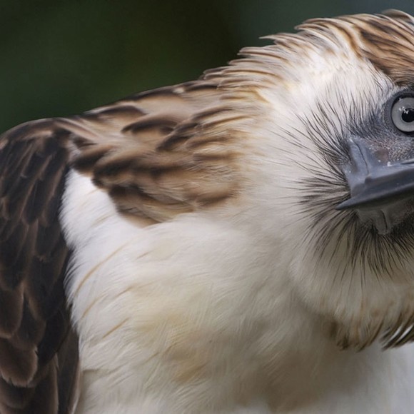 Profile Picture of Andrew Belle (@iambigjj068) on Poshmark