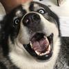 Profile Picture of Hachiko (@@jeremyjose0) on Tiktok