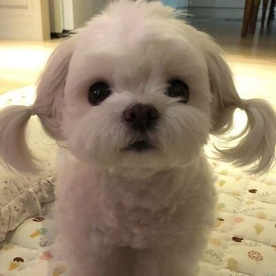 Profile Picture of 김후추 (@kim_09_chu) on Twitter