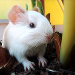 Profile Picture of Hoang Lam (@Anhtop) on Flickr