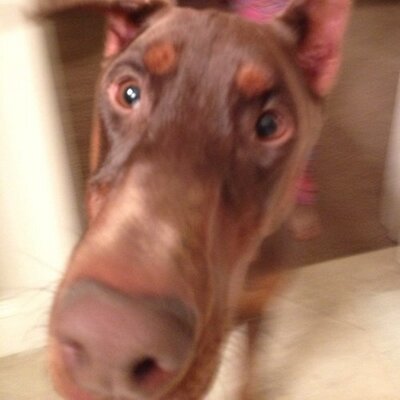 Profile Picture of Seth Kirby (@seth_kirby) on Twitter