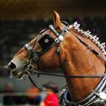 Profile Picture of Tabitha Crookes (@tabjo) on Instagram