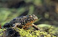 Profile Picture of European fire-bellied toadon Wikipedia