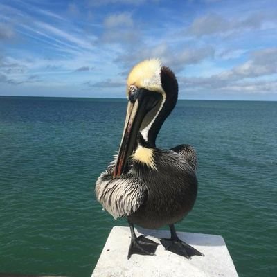 Profile Picture of Howard C Werner (@HowardCWerner1) on Twitter