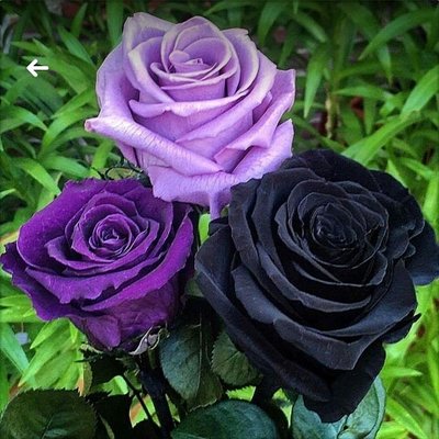 Profile Picture of Ayesha  Shaukat (@Ayeshashaukat20) on Twitter