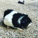 Profile Picture of Audrey Jacobson (@audriannajacodon) on Instagram