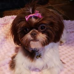 Profile Picture of Amanda Briles (@amandajbriles) on Tiktok