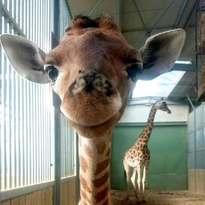 Profile Picture of Cincinnati Zoo Academy- Tracy Greeley Howard (@CPSHoward) on Twitter