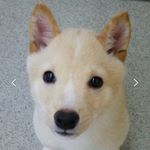 Profile Picture of 豆柴風 鉄 (@mameshibatetsu) on Instagram