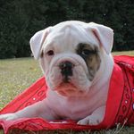 Profile Picture of Kristen Ellis (@blackcreekbullies) on Instagram