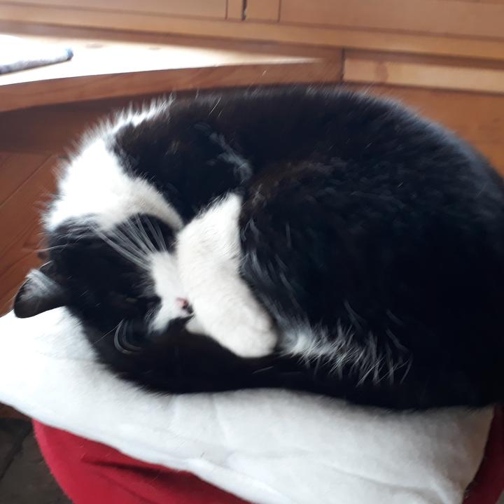 Profile Picture of kottie Mc. pop pop (@arnechristopher) on Tiktok