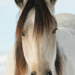 Profile Picture of Scott McEntire (@egypt_mic) on Twitter