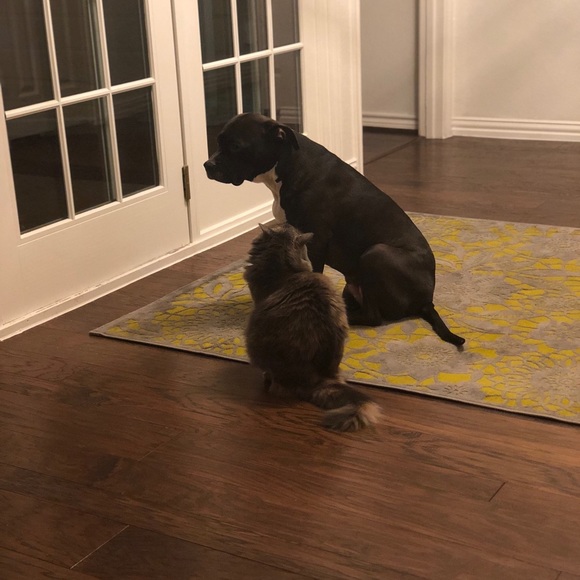 Profile Picture of Tyler Lindenmeyer (@lindenhammer11) on Poshmark