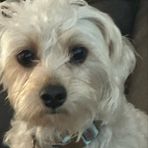 Profile Picture of Dawson Priest (@dawson.priest.3) on Facebook