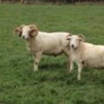 Ian Drew - Twitter Profile Picture of Ian Drew (@Wiltshire_lambs) on Twitter