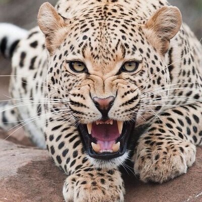 Profile Picture of Chad Rogers (@chadrog) on Twitter