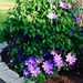 Profile Picture of Lori McAdams (@lori1210) on Pinterest