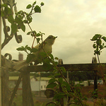 Profile Picture of lo vicky (@viclo2016) on Flickr