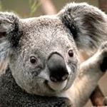 1 follower - Instagram Profile Picture of 1 follower (@dennislow1107) on Instagram