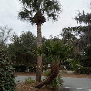 Profile Picture of Applewhite (@applewhite82) on Tiktok