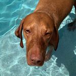 Profile Picture of Levi Wall - Hungarian Vizsla (@heyyyitslevi) on Instagram
