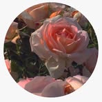 Juff Mientje - Facebook Profile Picture of Juff Mientje (@Juff-Mientje) on Facebook