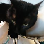 Profile Picture of william hand (@williamhand1) on Instagram