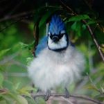 Profile Picture of Joann Hanson (@joann314151) on Instagram