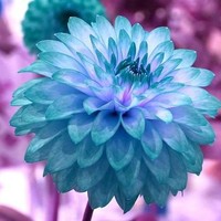 Profile Picture of Lisa Haynes (@lisa-haynes-134) on Quora